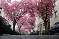 cherry-blossom-